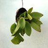 pleurothallis pectinata